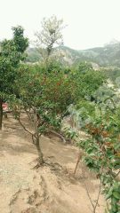 青岛崂山区4亩果园经营权出租