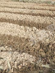 韶关  始兴县 600亩 水田 经营权出租