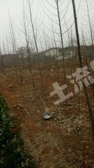 辉县市常村镇10亩宅基地使用权出租XX545