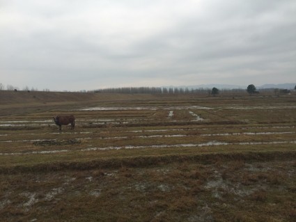 2017年江西省《关于调整土地增值税预征率及