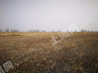 大同阳高县 2000亩 水浇地 经营权转让