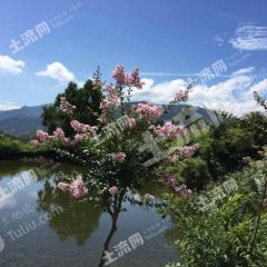 黄冈黄梅县187亩农庄有林地经营权转让