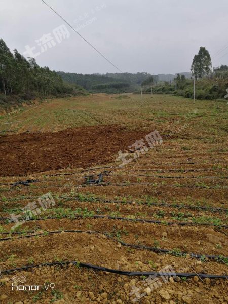 广西南宁30亩水浇地出租