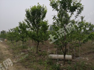 南通通州区 60亩 果园 经营权转让