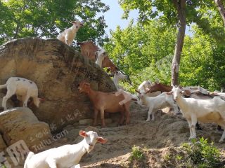 南阳西峡县 3000亩 乔木林地 经营权转让