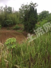 衡阳衡阳县 100亩 灌木林地 经营权合作