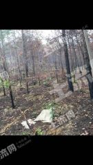 韶关翁源县12亩有林地经营权出租