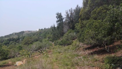 漳州漳浦县150亩荒山出租