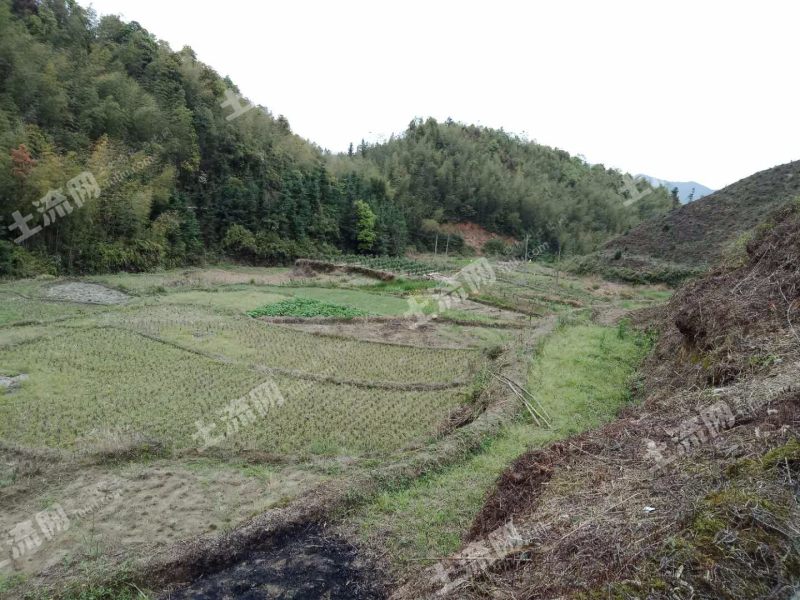 韶关仁化县50亩水浇地出租