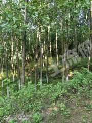 十堰郧阳区 100亩 灌木林地 经营权转让
