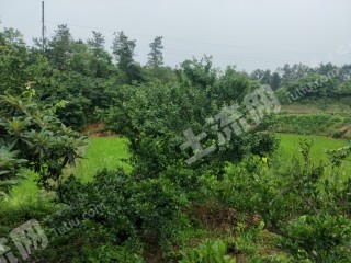 宜昌夷陵區(qū)400平米宅基地使用權(quán)出租