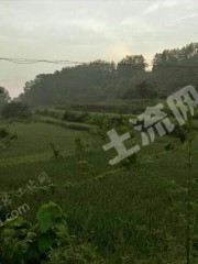 重庆万州区 300亩 水田 经营权出租