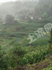 重庆万州区 300亩 水田 经营权出租