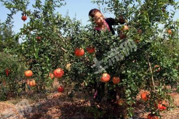洛阳新安县 20亩 果园 经营权转让