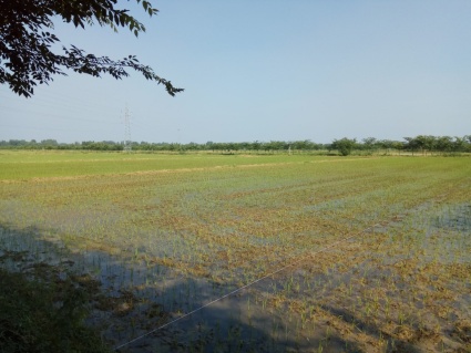 兔子吃什么草会死?母兔吃什么好下奶?幼兔子