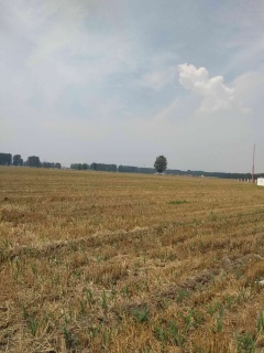 河南农村地区适合种植什么水果树和中药材?