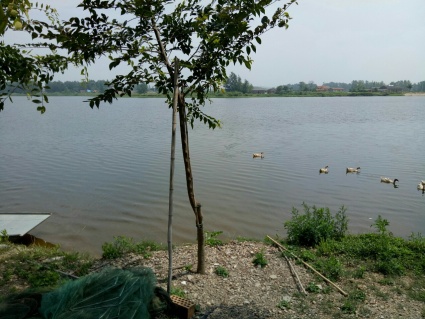 兔子吃什么草会死?母兔吃什么好下奶?幼兔子