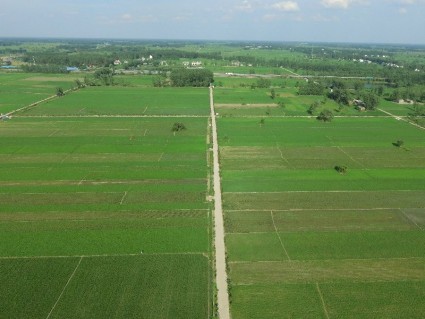 2018年水稻保护价是否取消?附2018水稻价格