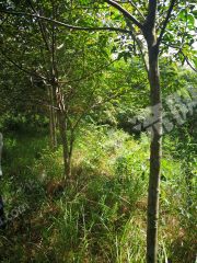 2016海南琼中县红毛镇合老村整村搬迁产业发