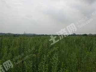 上饶鄱阳县 1333平米 宅基地 使用权出租