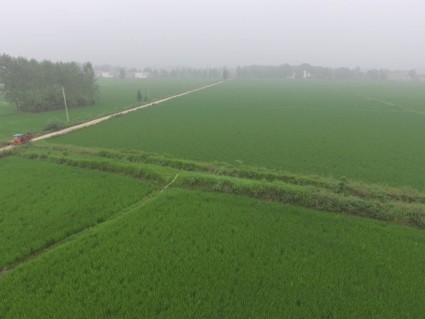 2018茭白最新价格行情走势如何?什么时间种最