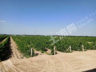银川西夏区800亩葡萄酒庄经营权转让