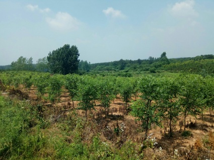 2017-2018年明光市农村五保供养补助政策与标