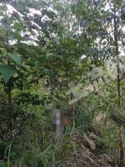 韶关新丰县2500亩有林地经营权转让