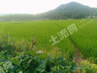 广元剑阁县 50亩 水浇地 经营权出租