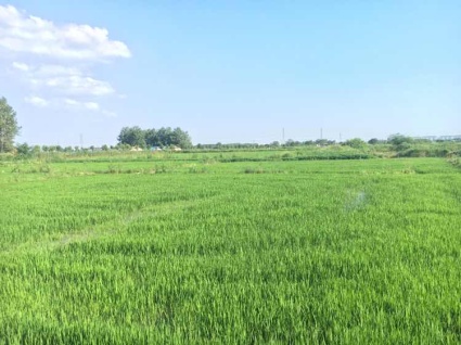 安徽乡村振兴规划:2020年实现现行标准下农村