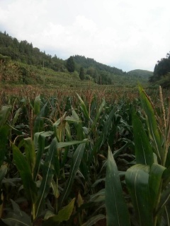 湖南省耕地占用税税收的最新优惠政策