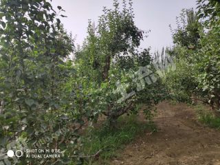 尉犁县10亩香梨园带宅基地经营权转让