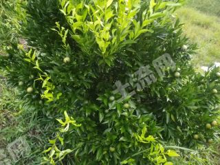 韶关乳源瑶族自治县40亩果园经营权转让