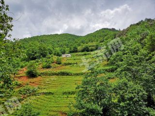 楚雄武定县 500亩 农场 使用权转让