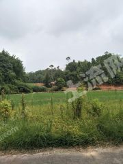 韶关浈江区15亩水田经营权出租