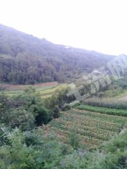 巴中通江县 1000亩 水田 经营权出租