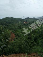 韶关  乳源瑶族自治县 100亩 果园 经营权出租