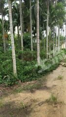 海南  萬(wàn)寧市 402.5平米 宅基地 使用權(quán)出租