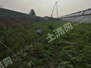 大同云州区 1.7亩 菜园 经营权出租