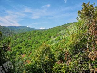 楚雄禄丰县 138亩 乔木林地 经营权转让