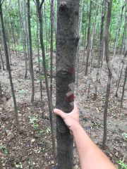 高青25亩 有林地 经营权出租