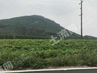 柳州柳江区 1000亩 旱地 经营权出租