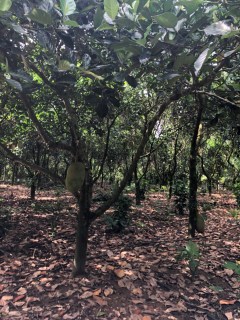 海南省落户新政:关于引进人才落户实施办法琼