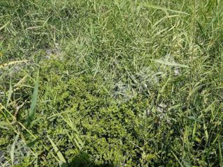 巴音郭楞和静县 65亩 水浇地 经营权转让