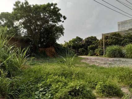 柳州市土地面积有多大?适合种植哪些林木、农