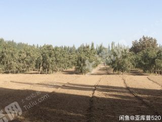 巴音郭楞且末县 18亩 果园经营权 转让
