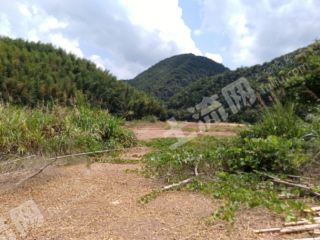 韶关曲江区 2650亩 乔木林地 经营权出租