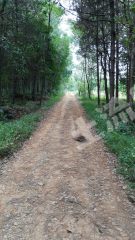 鹰潭余江区 400亩 有林地 经营权转让