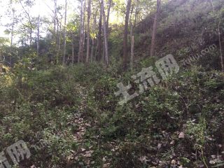 洛阳  嵩县 100亩 荒地 出租