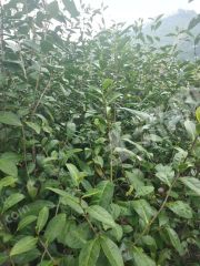 衢州开化县 50亩 茶园经营权 合作